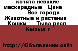 котята невские маскарадные › Цена ­ 18 000 - Все города Животные и растения » Кошки   . Тыва респ.,Кызыл г.